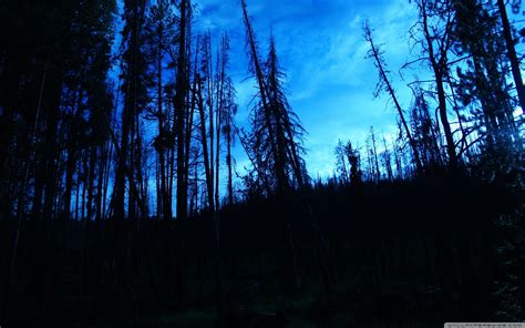 Blue Trees Dark Night Forest Skyscapes Blue Skies 2560x1600 Wallpaper