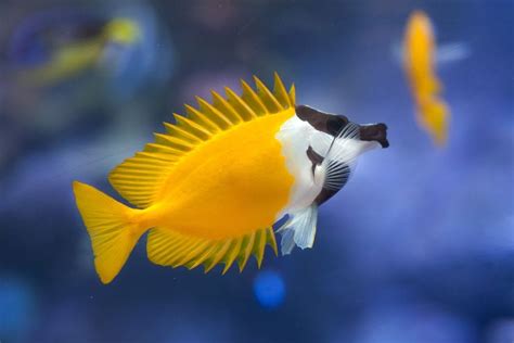 Foxface Fish Complete Guide To Care Breedings Tank Size And Disease