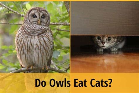 Do Owls Eat Cats For Food Cat Meme Stock Pictures And Photos