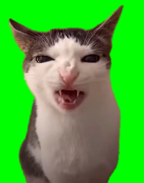 Cat Crunching Meme Crunchy Cat Luna Green Screen Creatorset