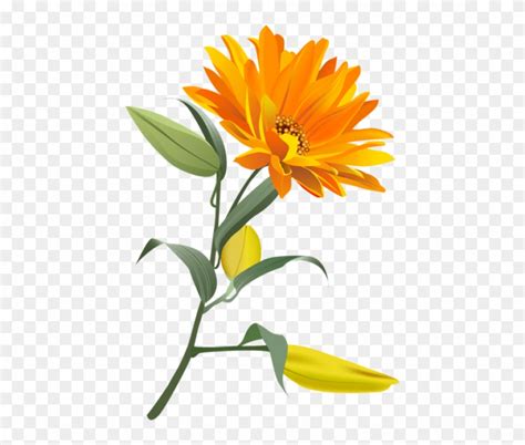 Here you download free all flower png images with transparent background. flower no background clipart 10 free Cliparts | Download ...