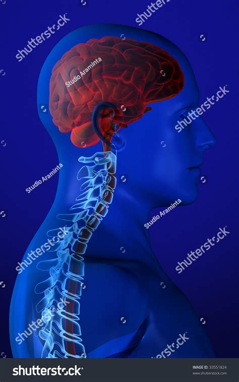 Xray Head Anatomy Over Blue Background Stock Illustration 33551824
