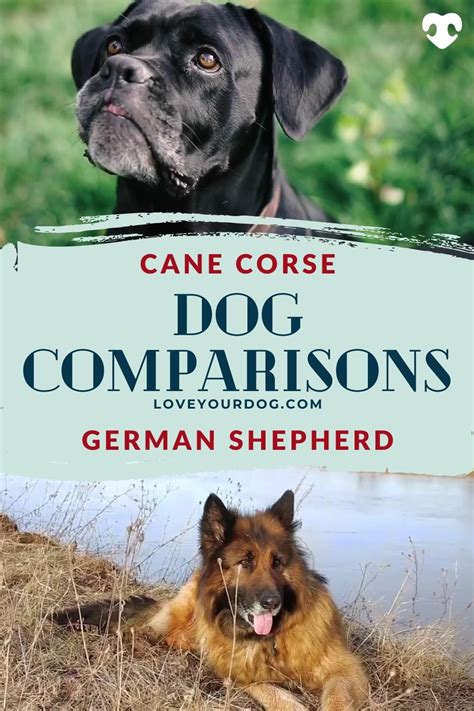 Cane Corso Vs German Shepherd Differences And Similarities Artofit