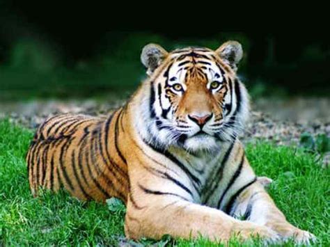 We did not find results for: Animals Multiple Choice Questions and Answers | Objective Quiz