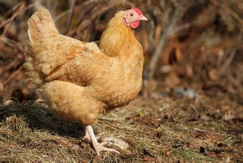 Buff Orpington Chicken Facts Info Traits And Care With Pictures