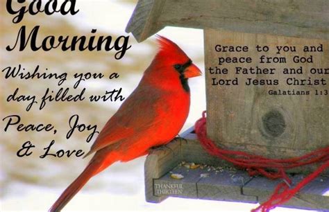Pin By Nancy Eggerling On Cardinals Good Morning Love Good Morning