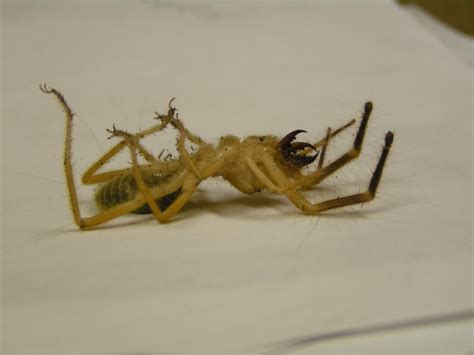 Camel spiders found during the iraq war. London evacuated as camel spiders invade - Everything else ...
