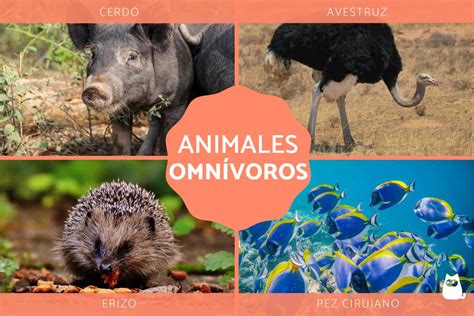 Animales Omnívoros Más De 40 Ejemplos Lista Con ImÁgenes