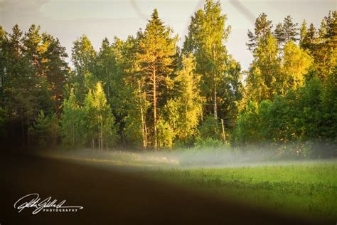 The Evening Sun At Tree Level Ritva Sillanmäki Photography