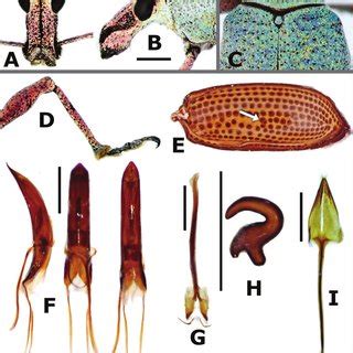 Check spelling or type a new query. Exophthalmus cupreipes herbivory (A) and mass eggs (B) on ...