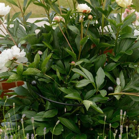 Peony Plant Supports In Black By Harrod Horticultural
