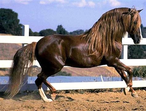 abtenauer horse breed