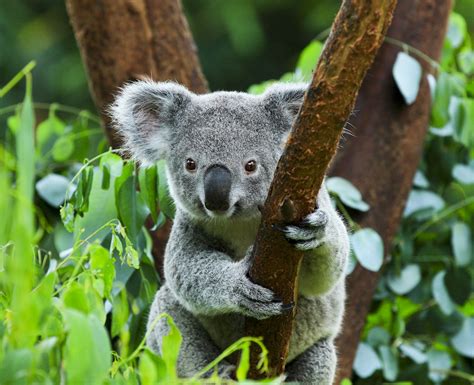 A Picture Of A Koala Bear Koala Bear Wallpaper For Desktop
