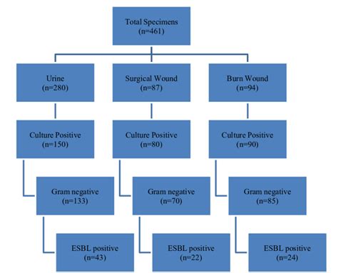 Flowchart Showing The Isolation And Identification Of Esbl Gram