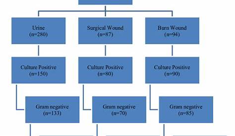 gram negative bacteria flow chart