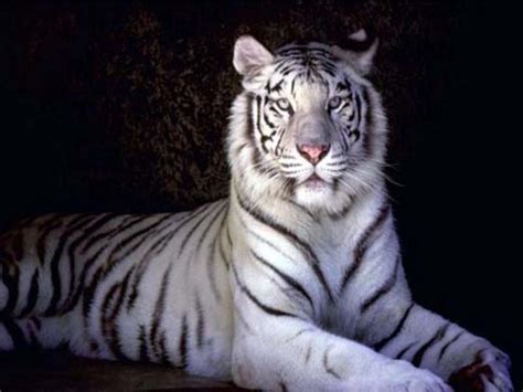 Download the white tiger (2021). White Tiger Wallpapers Screensavers - WallpaperSafari