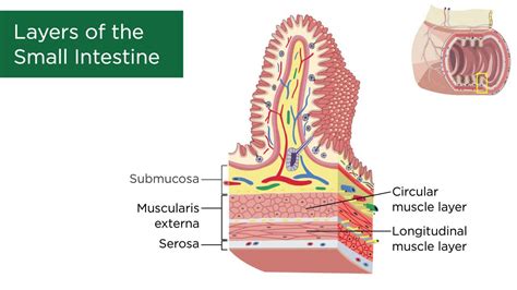 Layers Of The Small Intestine Youtube