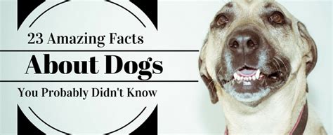 23 Amazing Facts About Dogs You Probably Didnt Know Rau Animal Hospital