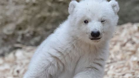 Winking Polar Bear Cub Makes Adorable First Steps At German Zoo Fox31