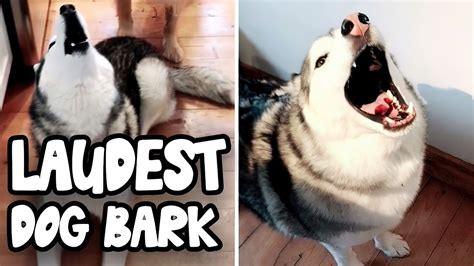Top 10 Loudest Dog Barks 🐶 Youtube