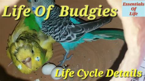 Life Cycle Of Budgies From Egg To Mature Chicks Essentials Of