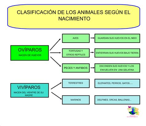 MÓn Infantil Y Ciclo Inicial Proyecto Seres Vivos Los Animales