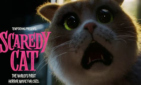 This Canadian Brand Launched The First Ever Funny Scary Movie For Cats