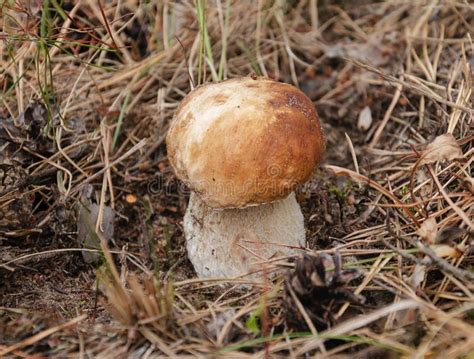 Beautiful Edible White Mushroom In Man S Hand Stock Image Image Of