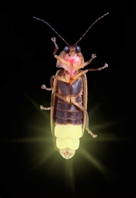 EarthSky Fireflies How And Why They Light Up