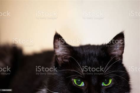 Black Cat With Bright Green Eyes Stock Photo Download Image Now