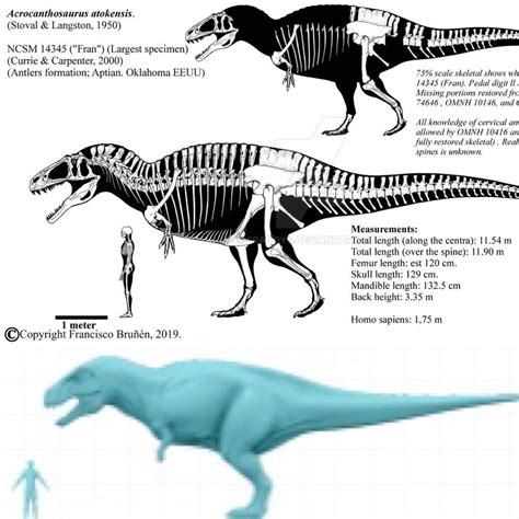 Giganotosaurus Vs Acrocanthosaurus