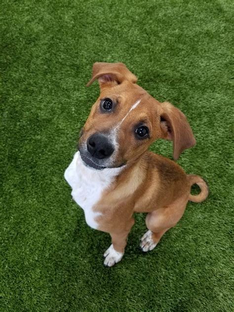 Out of these 12 teams, 10 teams will come from 8 different cities (states) and 2 teams will be added as a wildcard entry. Pampered pups: Free-range Bark City Doggy Day Care Center ...