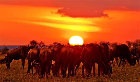 Explore Top 8 Masai Mara Game Reserve Highlights In Kenya Sojourn