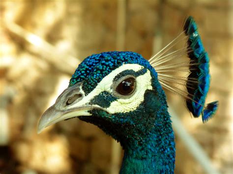 Who Let The Birds Out The Expanding Range Of Indian Peafowl In