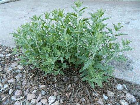 Update On Russian Sage Pruning Colorado Yard Care