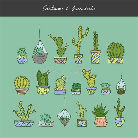 Cactuses Succulents Set Stock Vector Illustration Of Cartoon 81864816