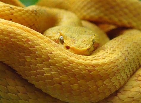 Yellow Pit Viper Photograph By Tom Smet Fine Art America