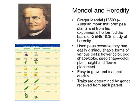 Ppt Mendel And Heredity Powerpoint Presentation Id6847516