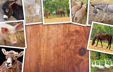 350 Farm Animals Collage Photos Free And Royalty Free Stock Photos From