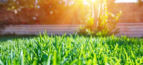 How To Plant And Grow Lawn Guide By Fantastic Gardening Pros