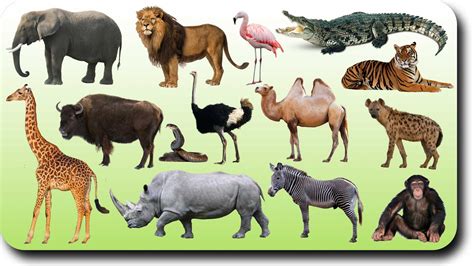 Animals English Site