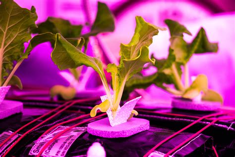 Veggie And Advanced Plant Habitat Experiments At Nasas Kennedy Space