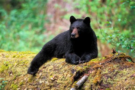 American Black Bear Information Fact Size Habitat And Pictures