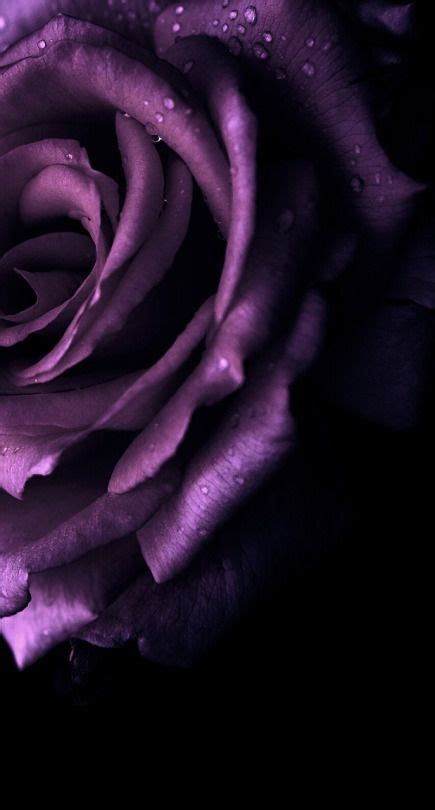 Background Lavender Rose Wallpaper Img Abha