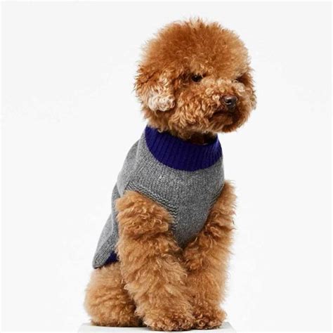 Modern Outwear And Accessories For Stylish Dogs And Their Owners