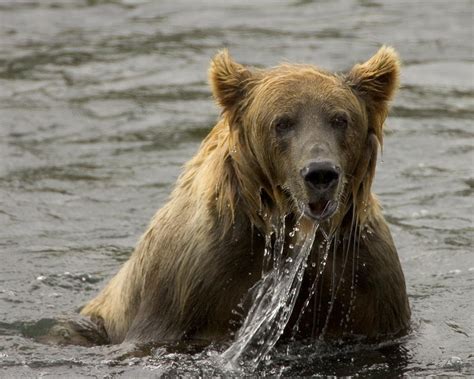 Filebrown Bear Fishing Kodiak Nwr Wikimedia Commons