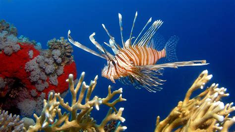 Red Sea Marine Life Identification Photos Fish Coral Nudibranchs