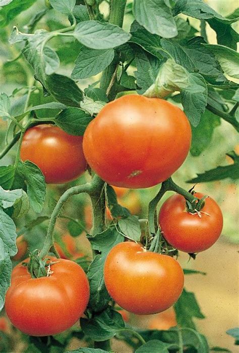 Mountain Spring Hybrid Vff Tomato Seeds — Seeds N Such