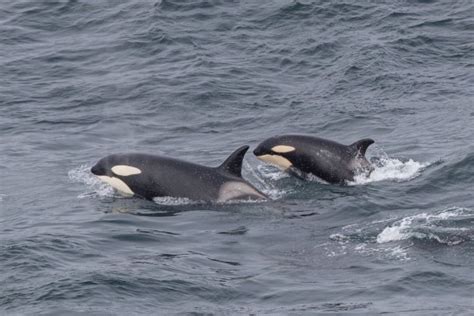 Scotland Newborn Orca Calf Seen Swimming With Mum Off Coast Of