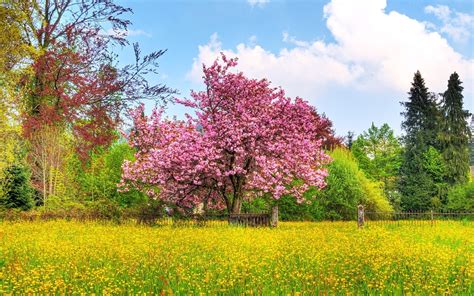 Photo Spring Colors Japanese Cherry Blossom Tree Preview